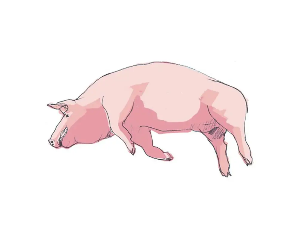 ein totes gezeichnetes Schwein